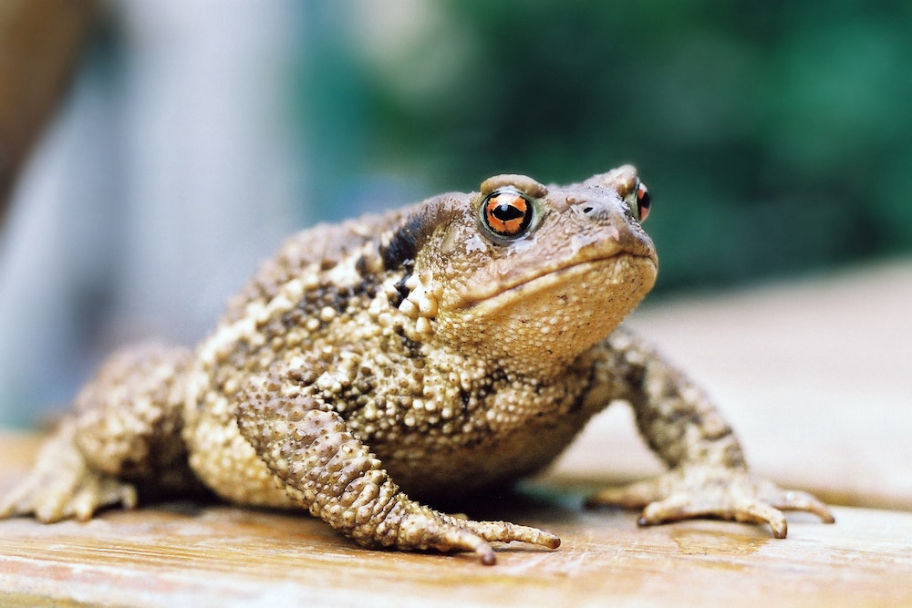 warts